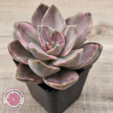 Load image into Gallery viewer, Echeveria bainesii variegated
