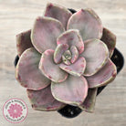 Echeveria bainesii variegated