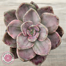 Load image into Gallery viewer, Echeveria bainesii variegated
