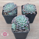 Echeveria blue minima