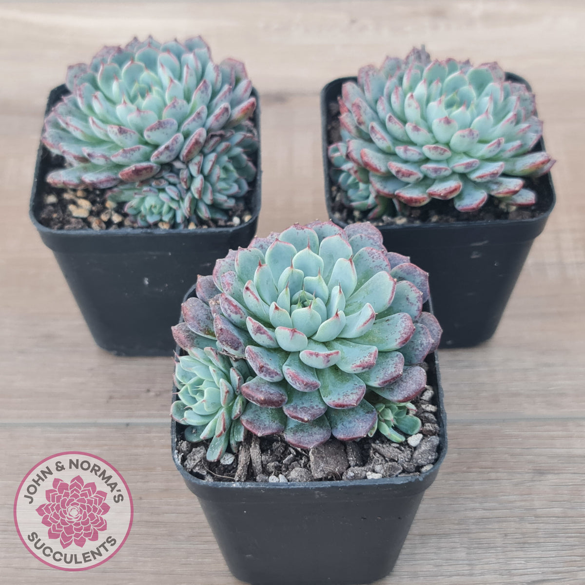 Echeveria blue minima