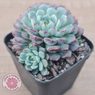 Echeveria blue minima
