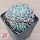 Echeveria blue minima