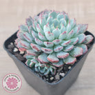 Echeveria blue minima