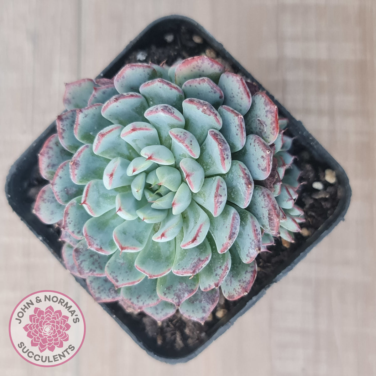 Echeveria blue minima