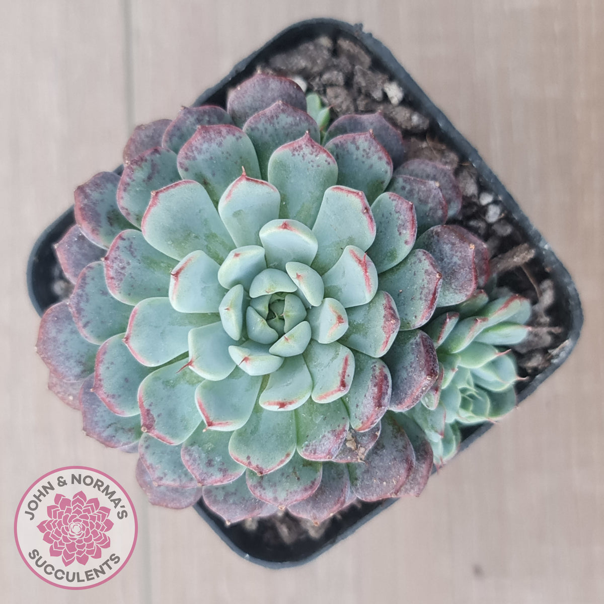Echeveria blue minima