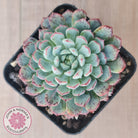 Echeveria blue minima