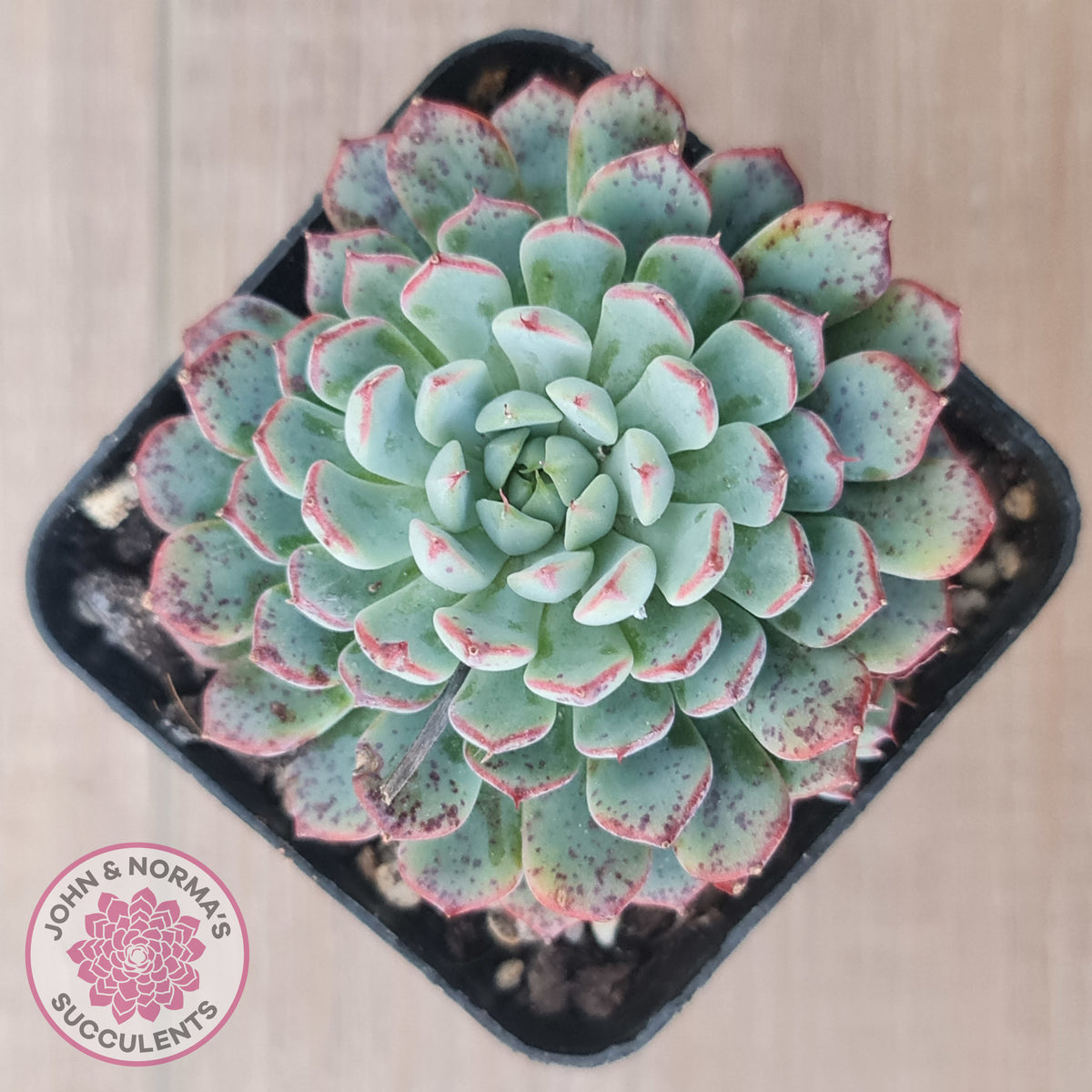 Echeveria blue minima