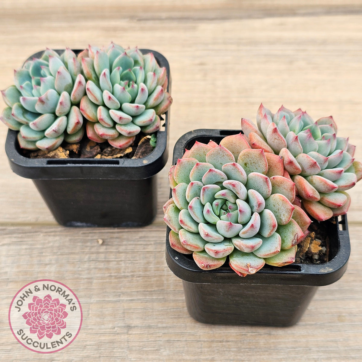 Echeveria blue minima