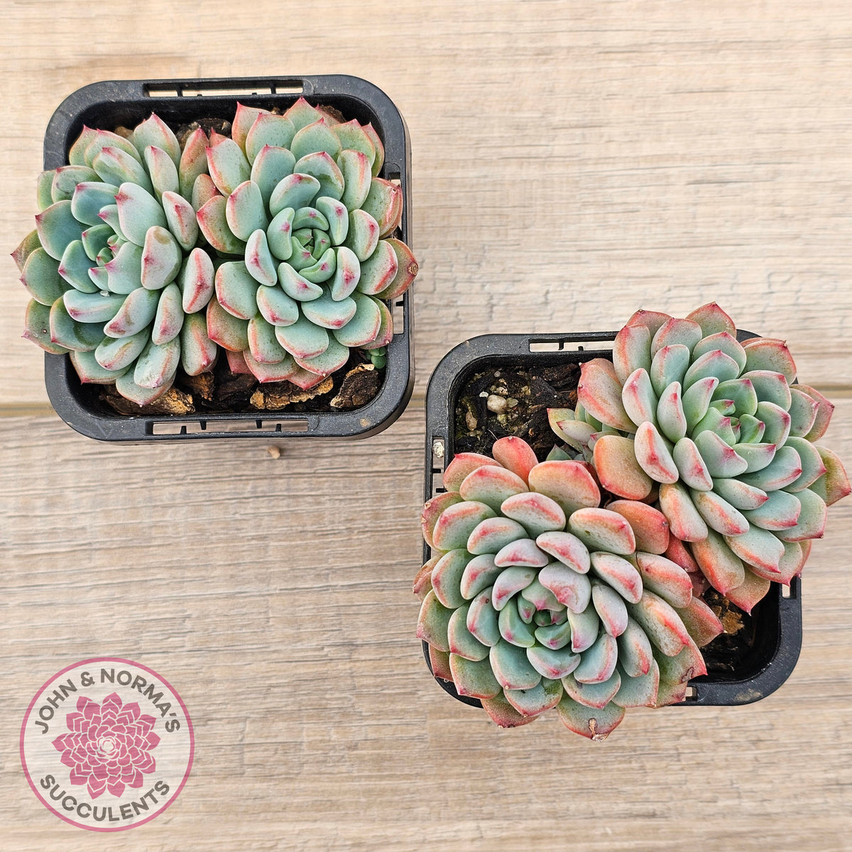 Echeveria blue minima