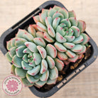 Echeveria blue minima