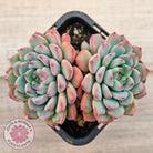 Echeveria blue minima
