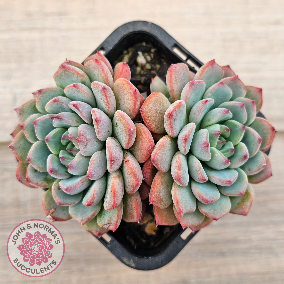 Echeveria blue minima