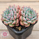 Echeveria blue minima