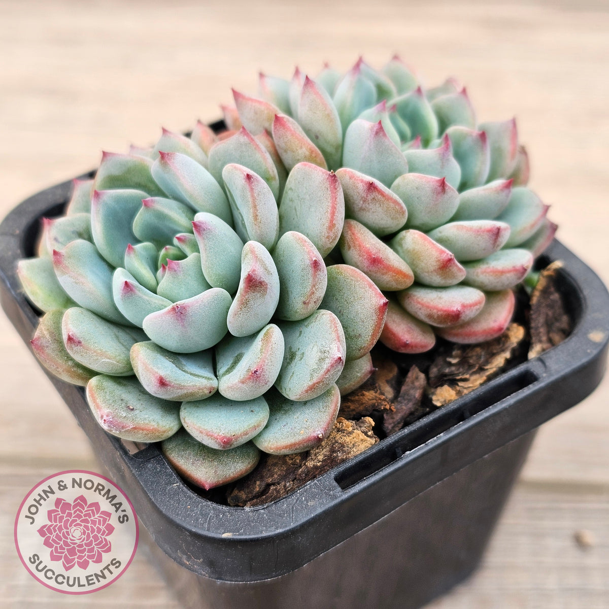 Echeveria blue minima