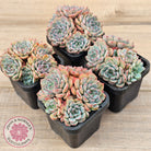 Echeveria blue minima