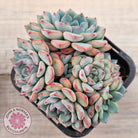 Echeveria blue minima