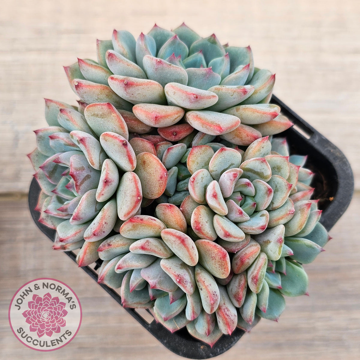Echeveria blue minima
