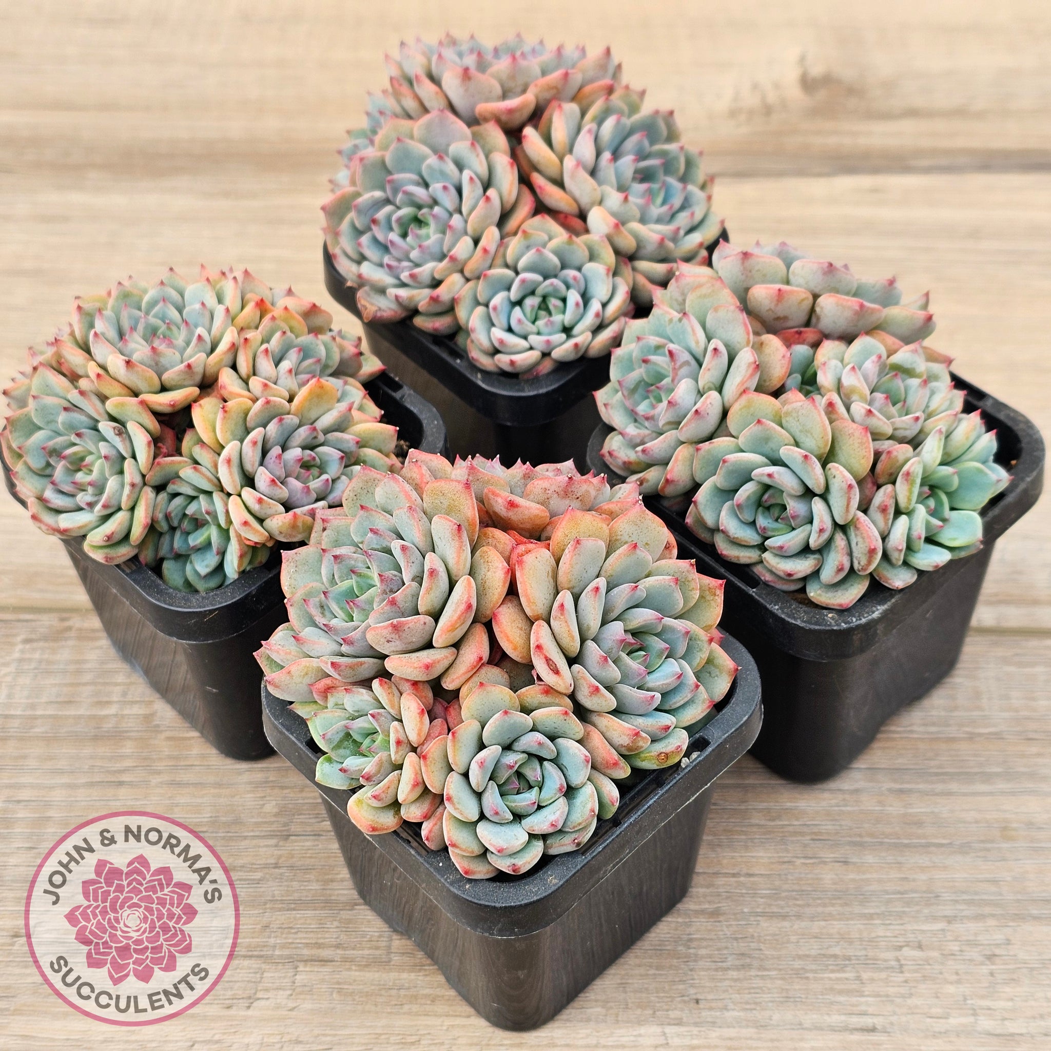 blue minima succulent Buy Echeveria blue minima Australia