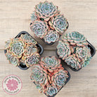 Echeveria blue minima