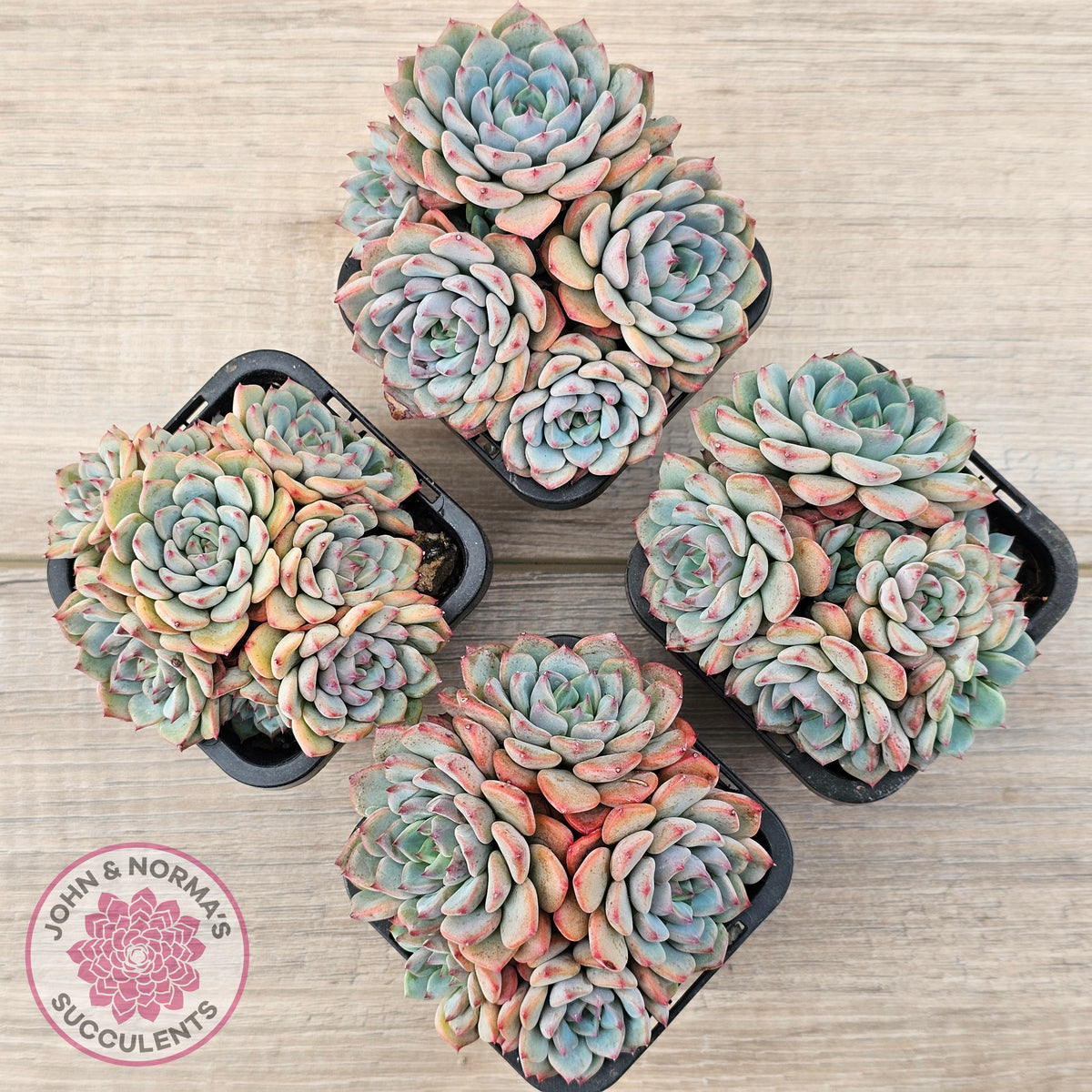 Echeveria blue minima