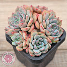 Echeveria blue minima