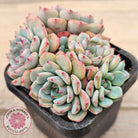 Echeveria blue minima