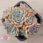 Echeveria blue minima
