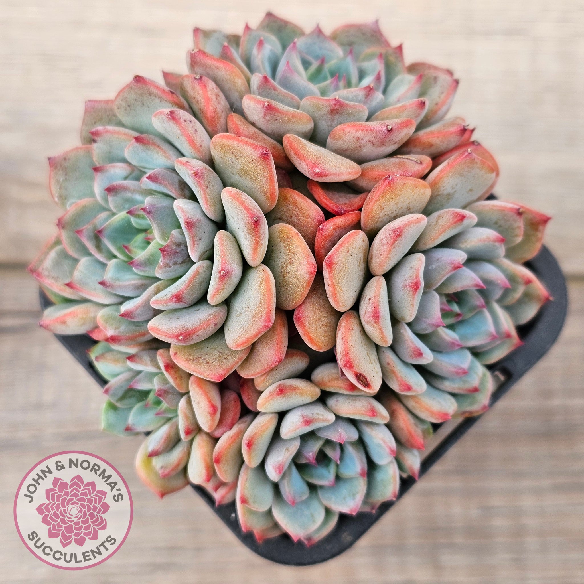 blue minima succulent Buy Echeveria blue minima Australia