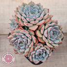 Echeveria blue minima