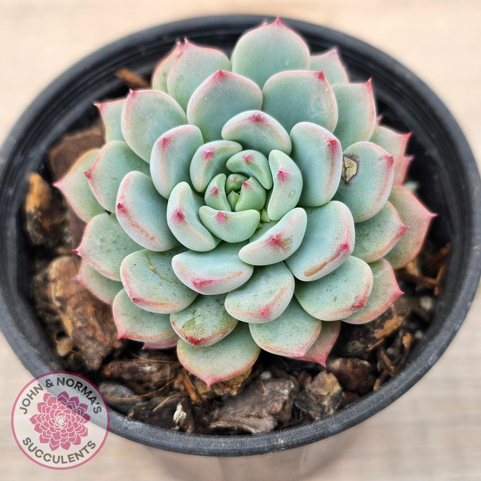 blue minima succulent Buy Echeveria blue minima Australia
