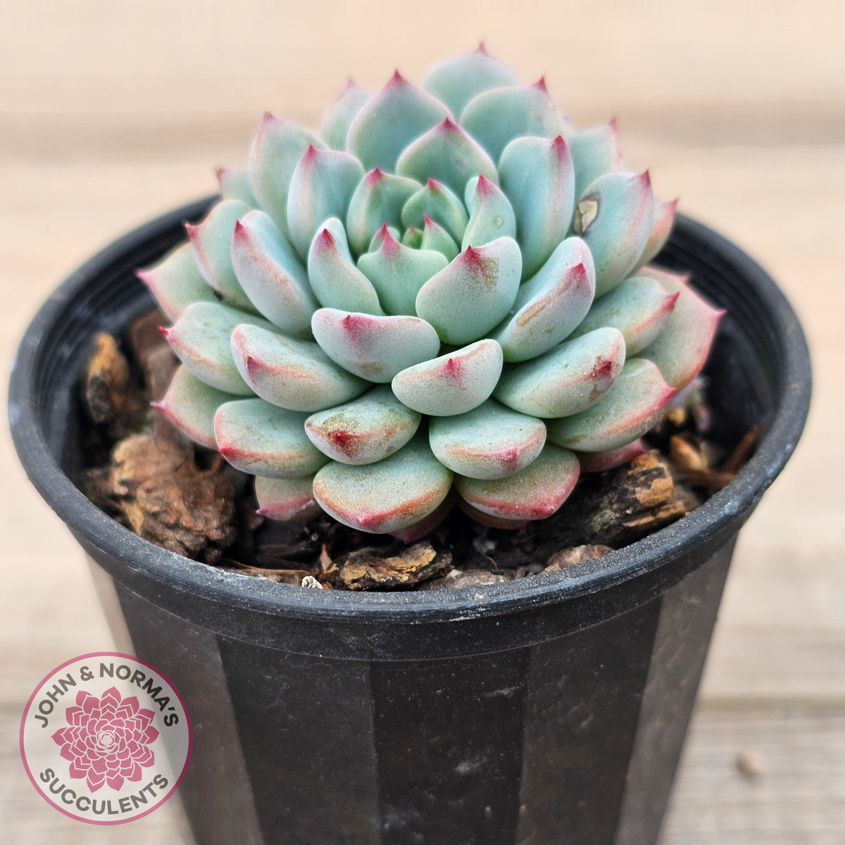 Echeveria blue minima