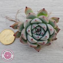 Load image into Gallery viewer, Echeveria chihuahuaensis - Cutting

