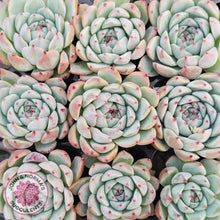 Load image into Gallery viewer, Echeveria chihuahuaensis - Cutting

