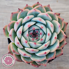 Load image into Gallery viewer, Echeveria chihuahuaensis
