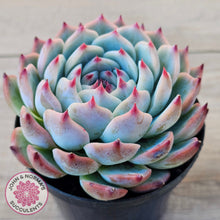 Load image into Gallery viewer, Echeveria chihuahuaensis
