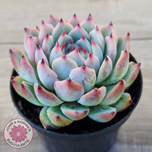 Load image into Gallery viewer, Echeveria chihuahuaensis

