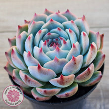 Load image into Gallery viewer, Echeveria chihuahuaensis

