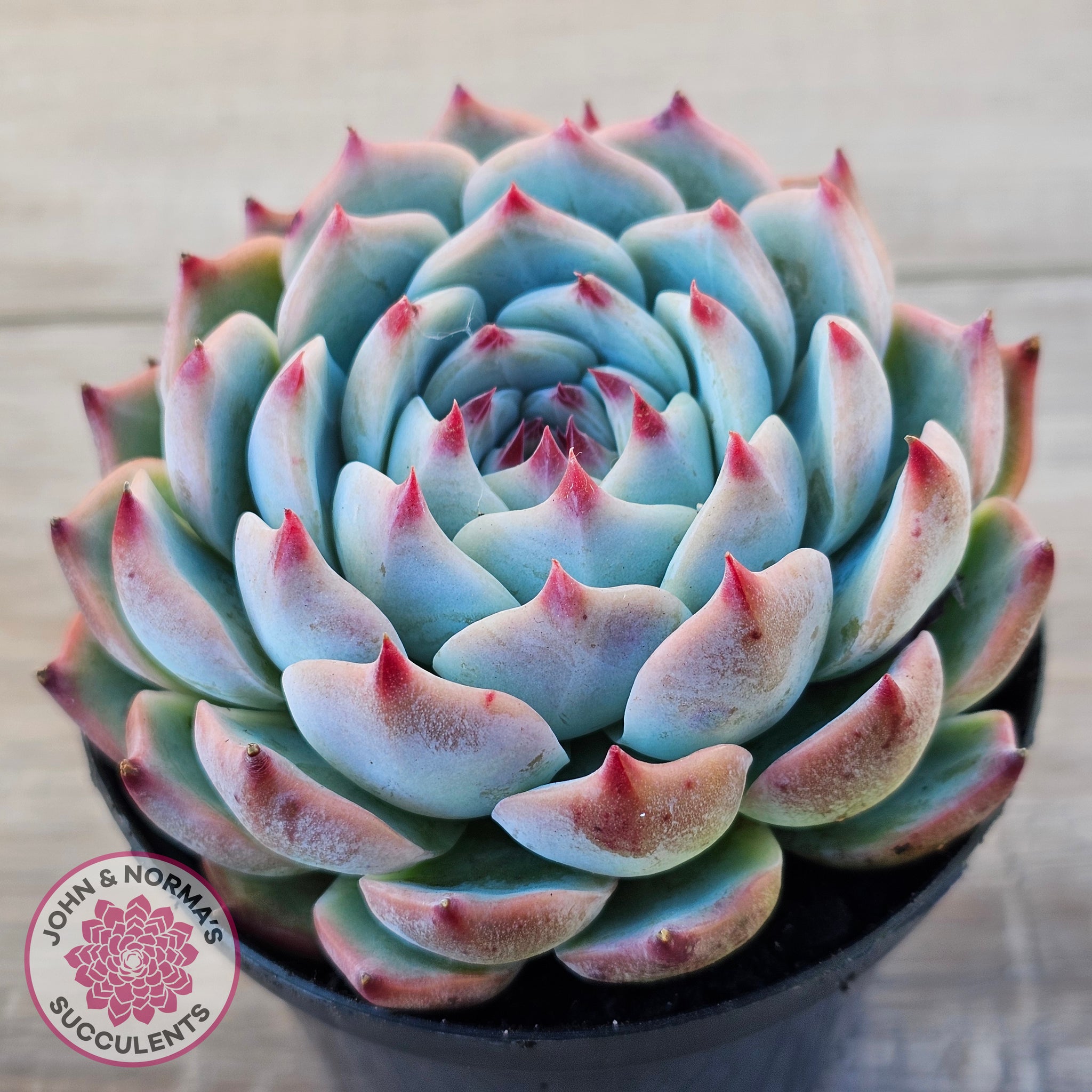 chihuahua succulent Buy Echeveria chihuahuaensis Australia