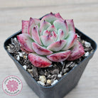 Echeveria chihuahuaensis x Echeveria Champagne