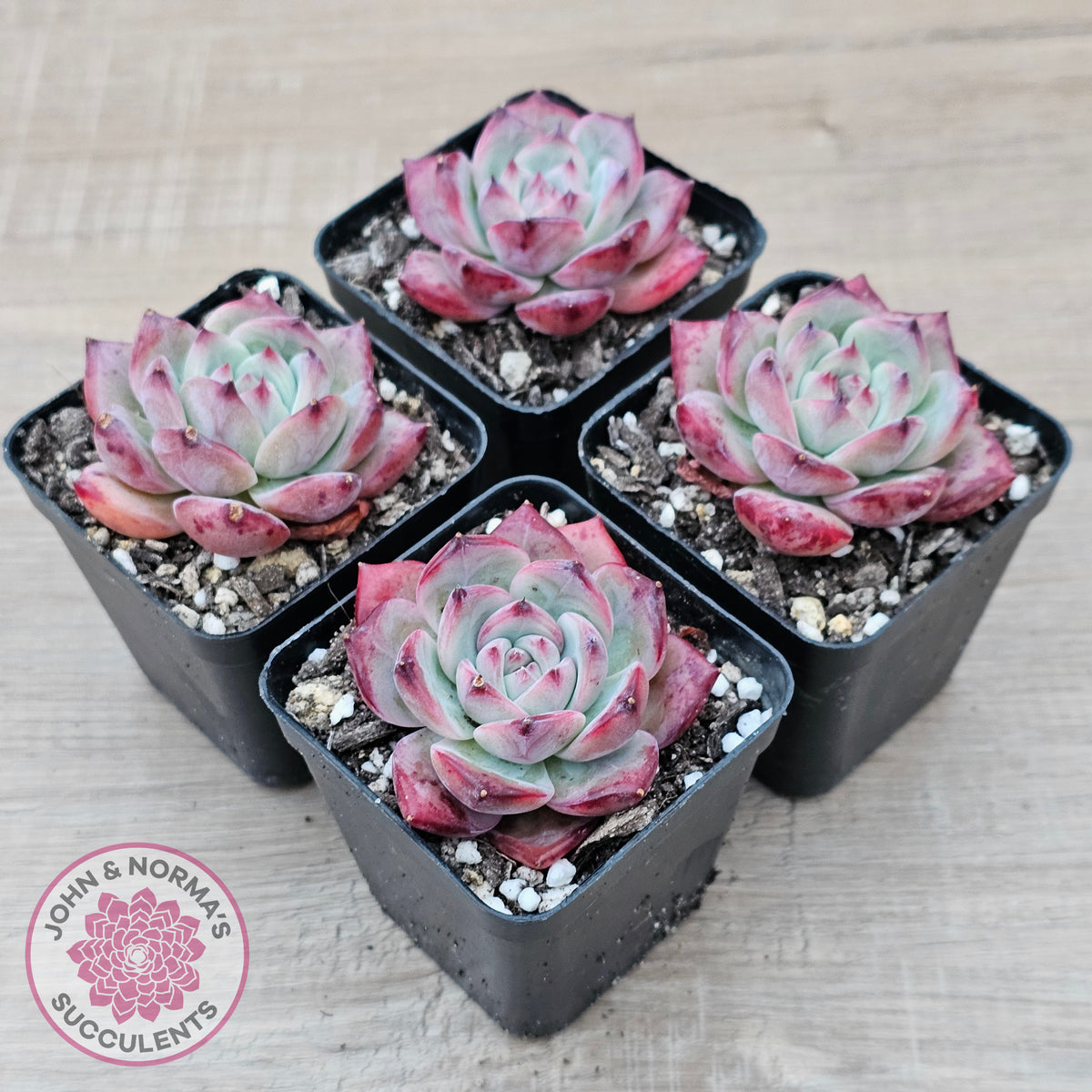 Echeveria chihuahuaensis x Echeveria Champagne