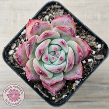 Load image into Gallery viewer, Echeveria chihuahuaensis x Echeveria Champagne
