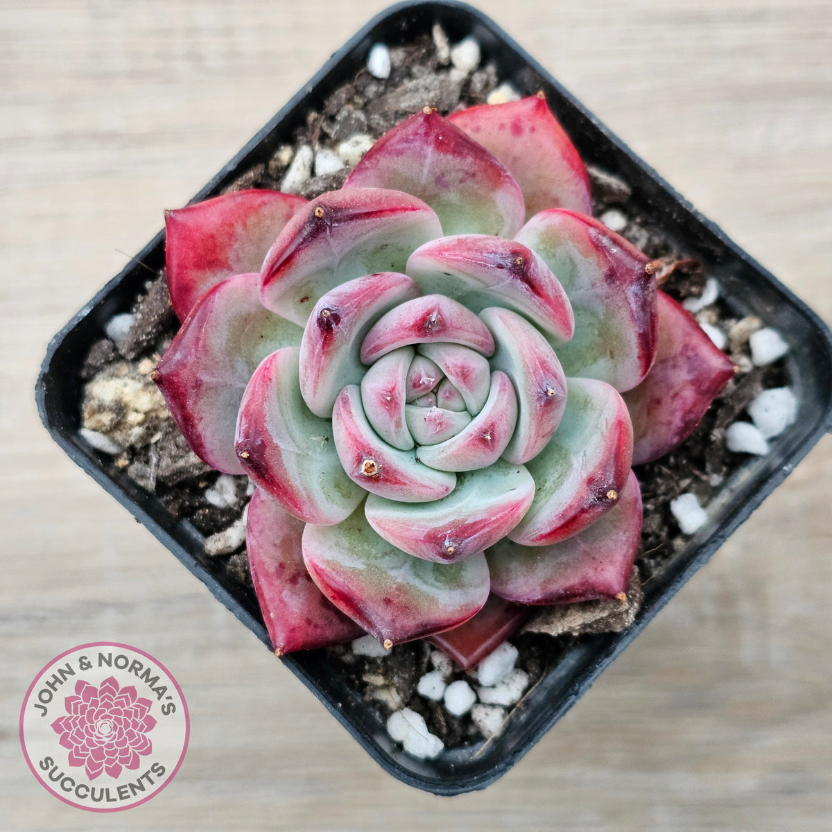 Echeveria chihuahuaensis x Echeveria Champagne