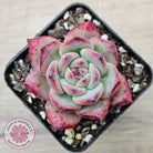 Echeveria chihuahuaensis x Echeveria Champagne