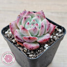 Echeveria chihuahuaensis x Echeveria Champagne