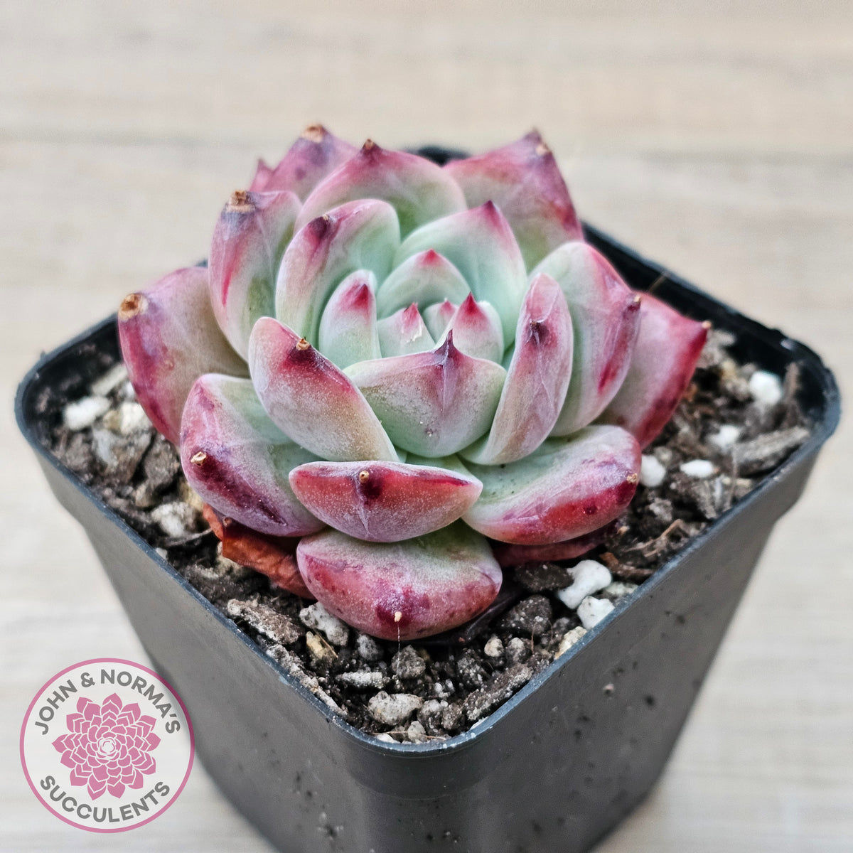 Echeveria chihuahuaensis x Echeveria Champagne