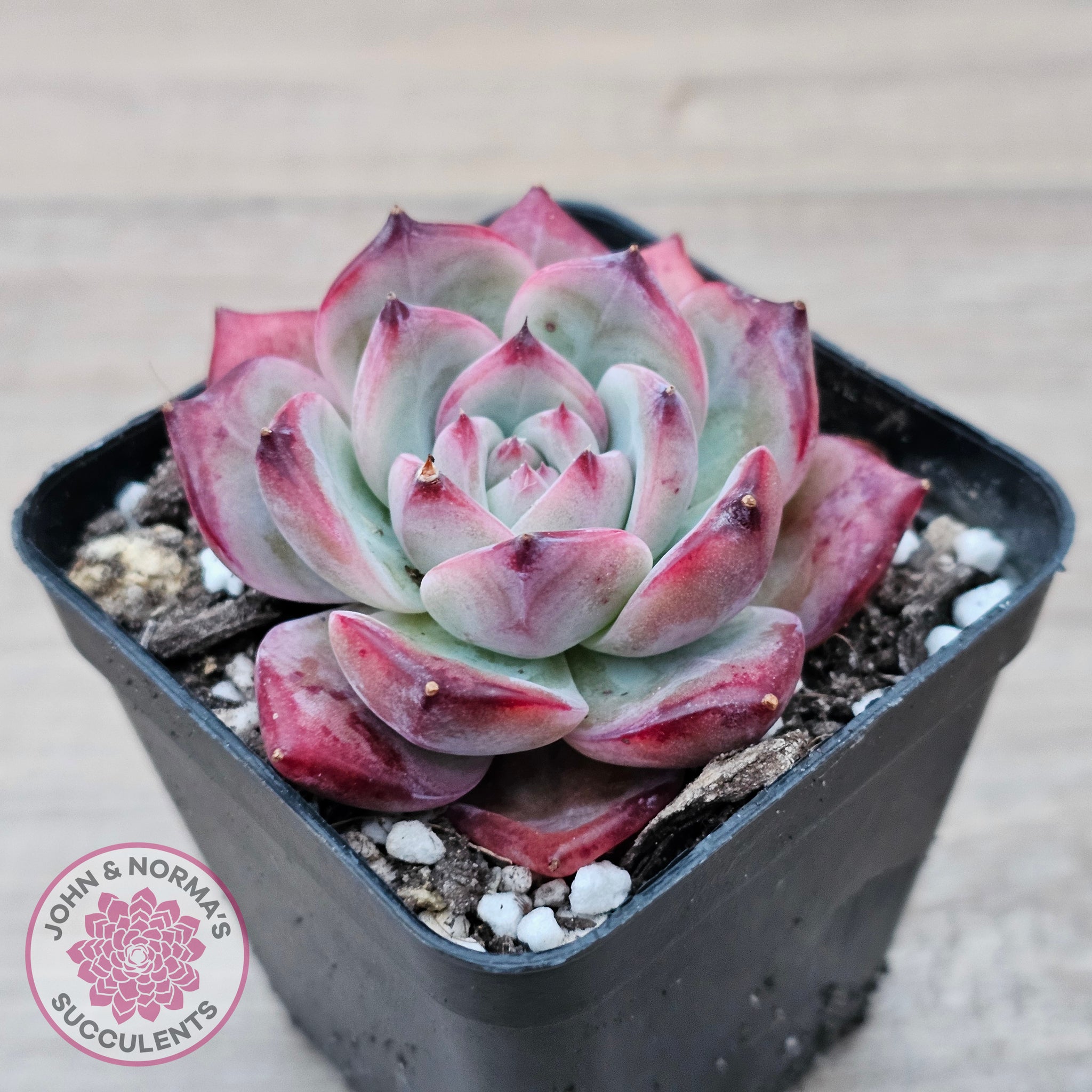 Echeveria chihuahuaensis x Echeveria Champagne | John & Norma's 