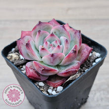 Load image into Gallery viewer, Echeveria chihuahuaensis x Echeveria Champagne
