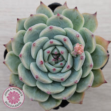 Load image into Gallery viewer, Echeveria chihuahuaensis
