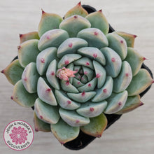 Load image into Gallery viewer, Echeveria chihuahuaensis
